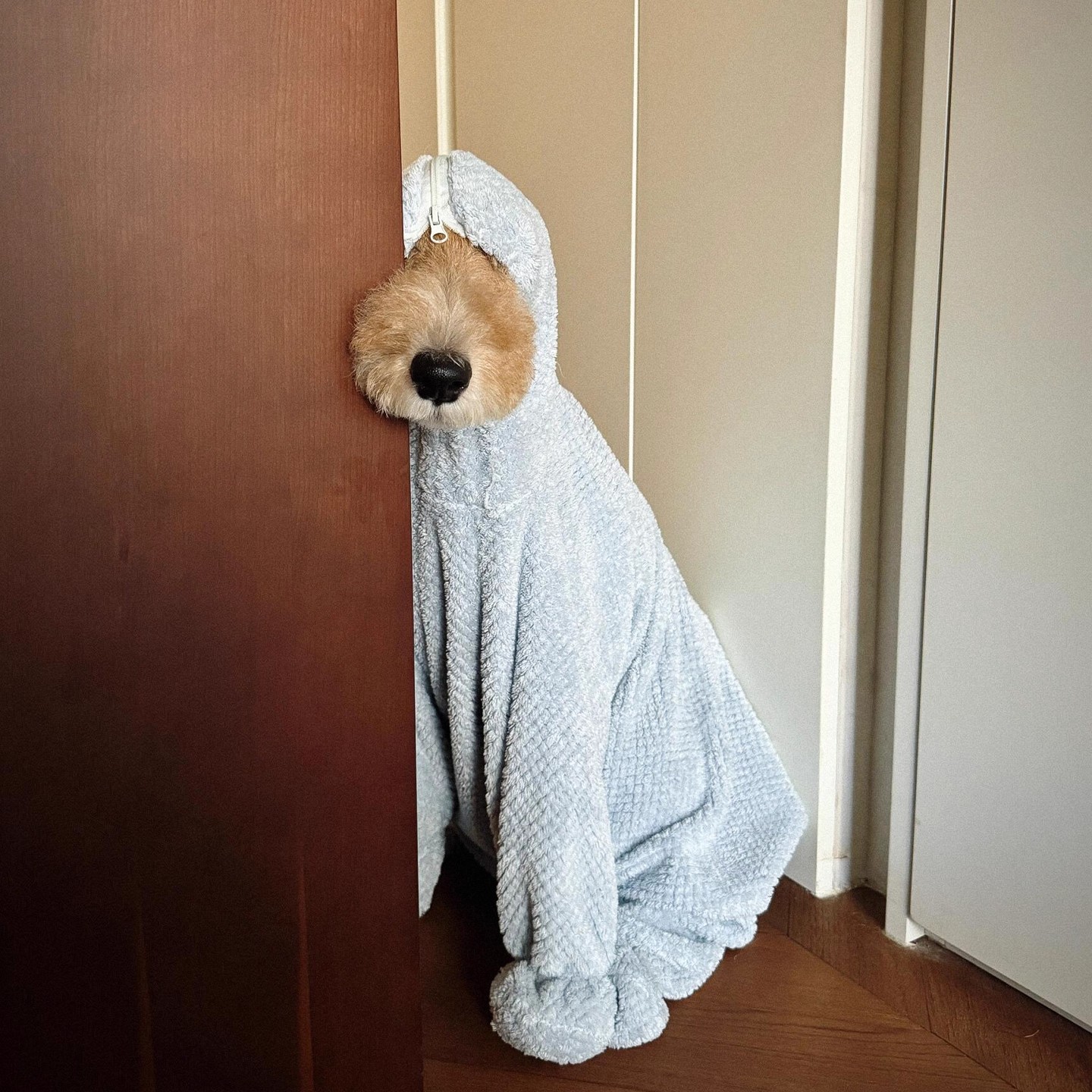 狗狗浴巾吸水速干毛巾