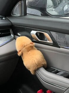 汽车奔驰中控屏幕趴趴摆件车载玩偶车内装饰品特斯拉中控台门把手