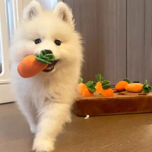 狗狗玩具磨牙耐咬自嗨解闷神器宠物互动型啃咬玩偶泰迪比熊闻嗅垫