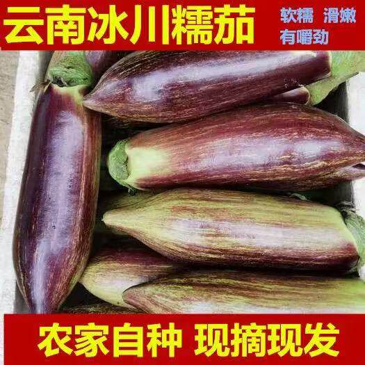 云南冰川茄子新鲜蔬菜脆皮茄老品种竹丝糯米茄面包茄缅甸霜降茄