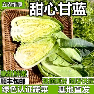 現摘牛心尖頭包心菜嫩綠色高原蔬菜 順豐立農維康甜心甘藍新鮮當季