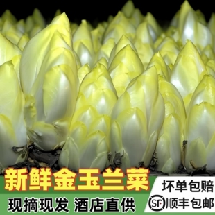 顺丰新鲜金玉兰菜生吃苦白菜欧洲菊苣比利时芽球沙拉新鲜蔬菜食材