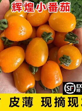 山东世纪辉煌橙色黄色小番茄西红柿生吃清甜千禧橙色皮薄新鲜水果
