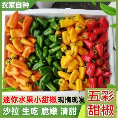 山东迷你水果彩椒当季新鲜五彩甜椒生吃红灯笼小辣椒沙拉蔬菜
