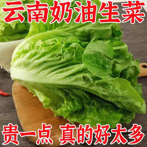 【立农维康】意大利罗马奶油生菜