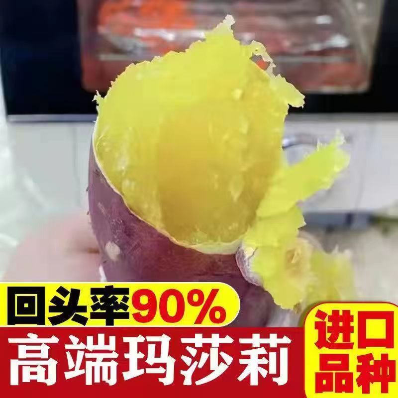 正宗日本玛莎莉红薯新鲜黄金蜜薯糖心农家自种黄心番薯沙地烤地瓜