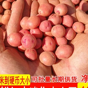 2025年云南红皮黄心小土豆迷你农家自种新鲜马铃薯洋芋蔬菜特产