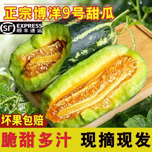 现摘现发山东头茬精品博洋9号甜瓜 新鲜时令水果香瓜脆瓜蜜瓜顺丰