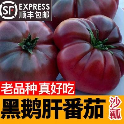 山东寿光特产老品种西红柿黑鹅肝番茄沙瓤牛排大柿子新鲜现摘顺丰