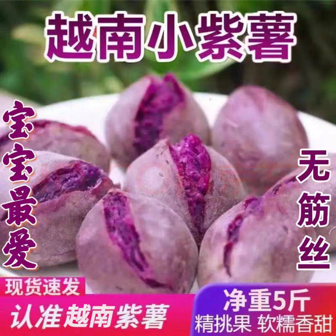 正宗越南小紫薯珍珠板栗紫薯新鲜现挖农家沙地自种粉糯香甜紫薯5
