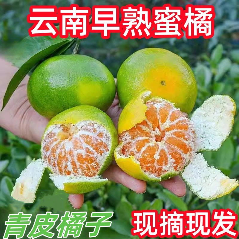 现货云南青皮蜜橘新鲜橘子青黄皮当季酸甜孕妇水果柑橘酸绿桔子
