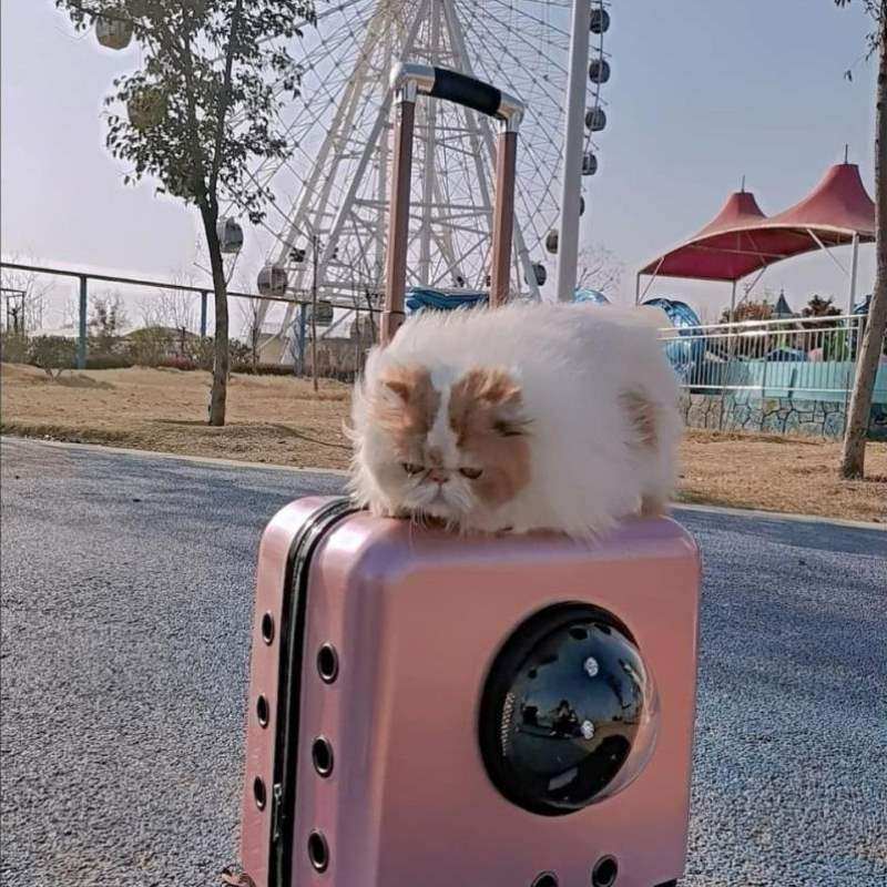 极速新款大容量硬壳太空舱猫狗宠物外出箱K拉杆箱猫十五斤狗十三,宠物/宠物食品及用品,背包/箱包,淘宝优惠券,粉丝福利购,淘宝优惠卷