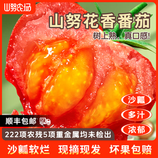 【顺丰】山努花香番茄沙瓤大口感水果西红柿皮薄软糯新鲜露天柿子