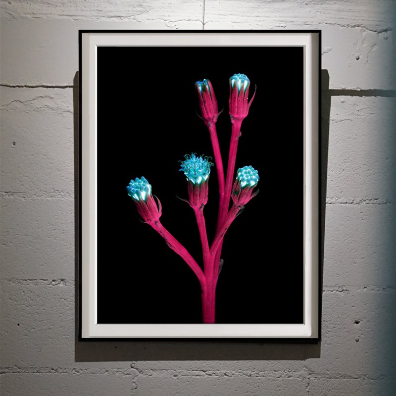 Craig Burrows植物摄影z彩色简约摄影客厅餐厅挂画墙画装饰画轻奢