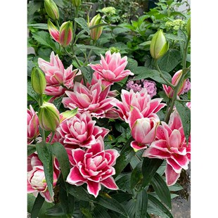 香水百合花种球带芽重瓣浓香型四季种植盆栽秋庭院植物花卉好养植