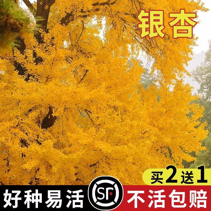 新采银杏种子绿化苗工程拆迁补偿用适合办公室阳台白果树种籽盆栽