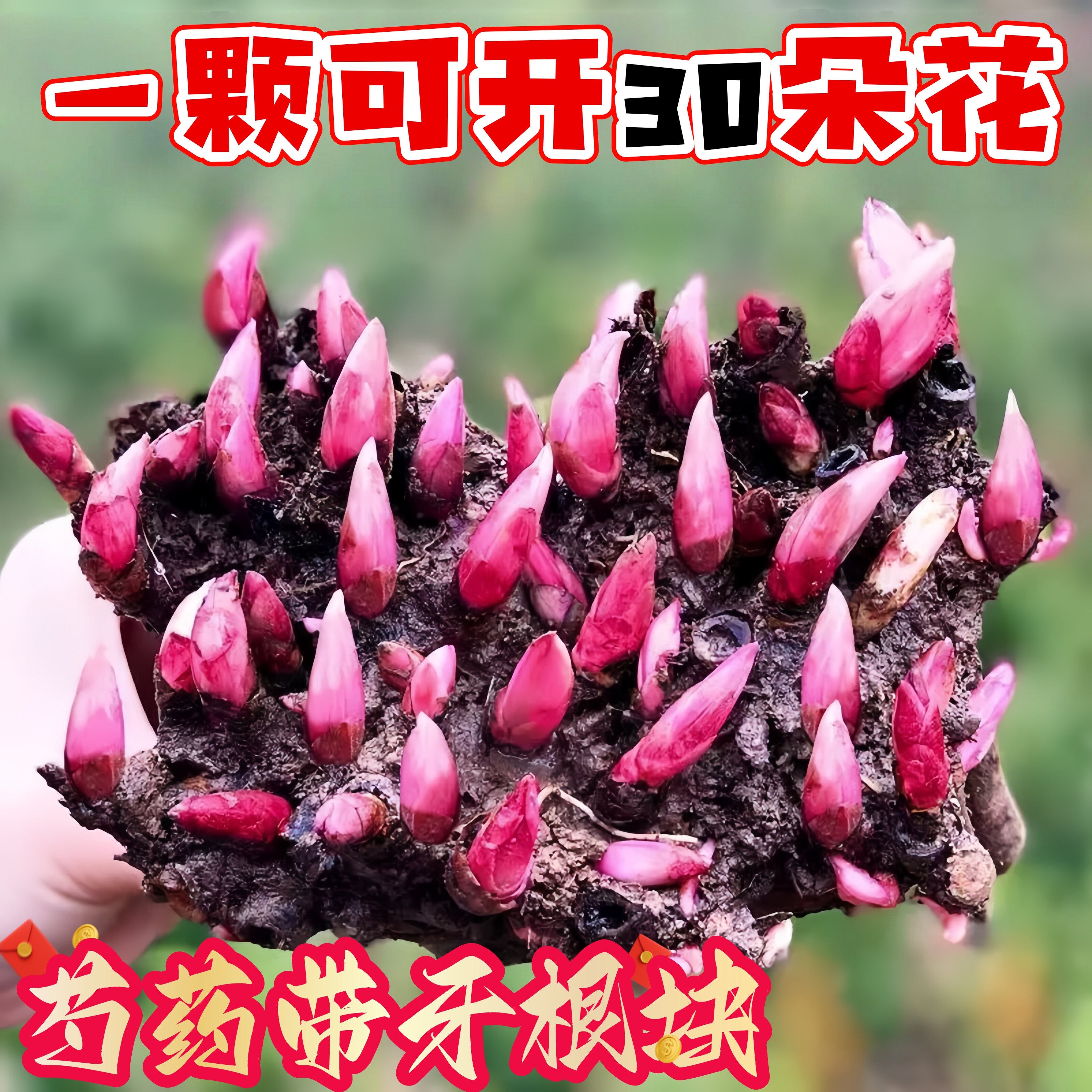 芍药花苗带芽大根块四季播种开花多年生花卉盆栽浓香重瓣牡丹种球