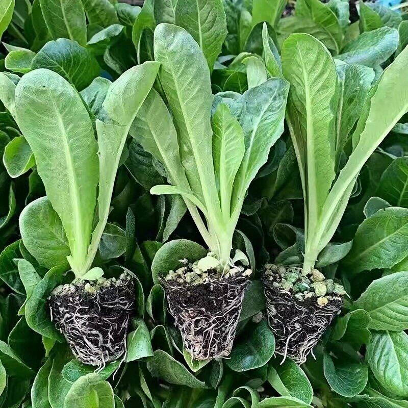 孔雀菜苗秧苗带土种苗咖啡菜种子幼苗四季种植适合秋季种植的菜苗