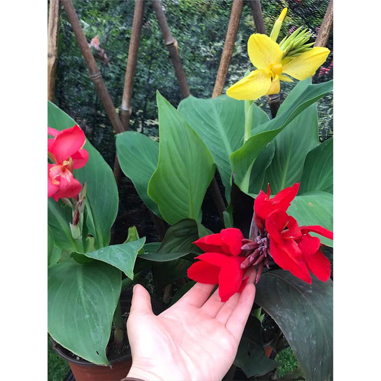 美人蕉种球四季易养多年生带芽根茎室外庭院地栽植物花卉盆栽花苗