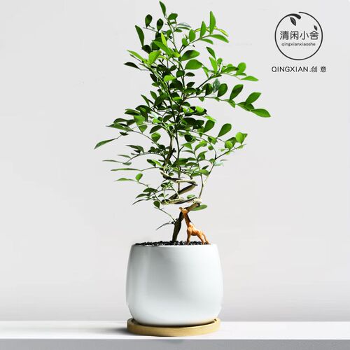 热销九里香桌面盆栽四季开花植物耐阴好J养花卉创意盆景室内办公