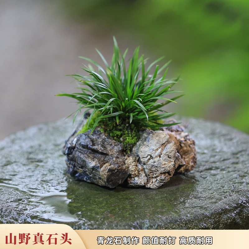 热销附石菖蒲小盆栽水培植物吸水石办公桌面懒人好养活Y苔藓微景