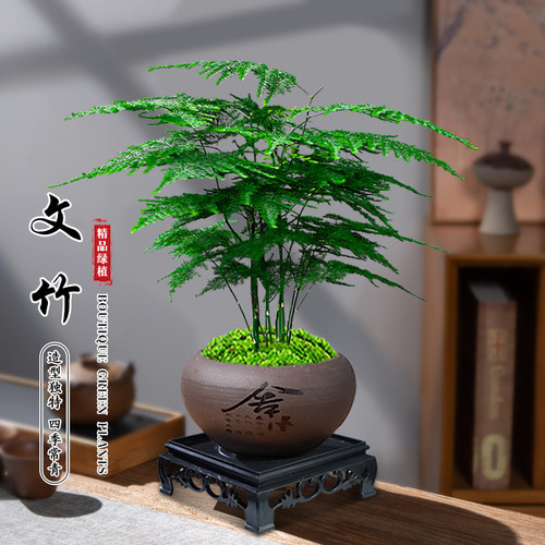 热销文竹盆栽文雅花卉绿植办公茶桌盆景室内好养净V化空气四季常