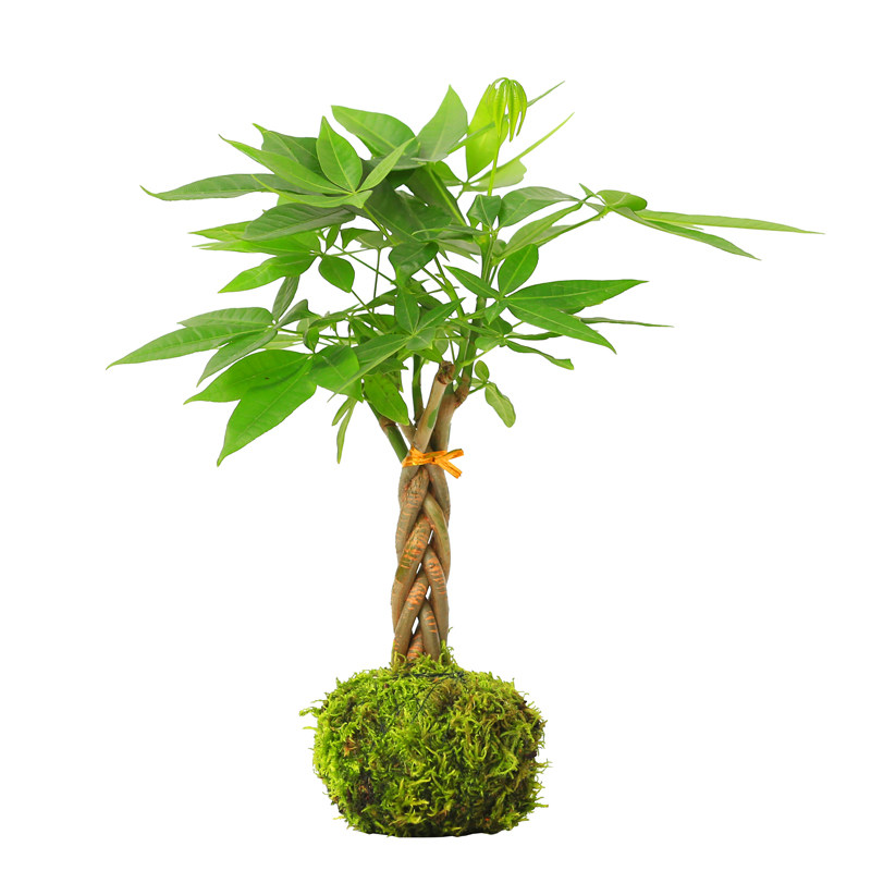 热销苔玉发财树盆l栽苔藓球植物创意室内桌面好养办公室绿植净化