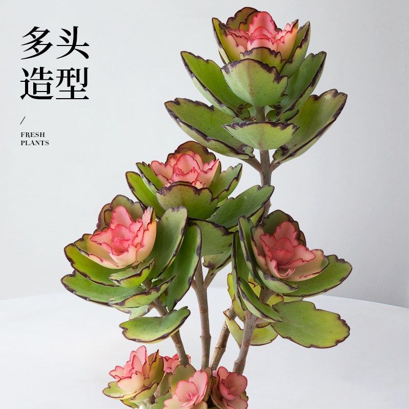 热销群生多头锦绣牡丹多肉植物盆栽粉色花卉M办公室工位桌面绿植