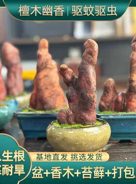 热销香木盆栽耐旱l微景观办公室内好养绿植盆景桌面小摆件檀香味