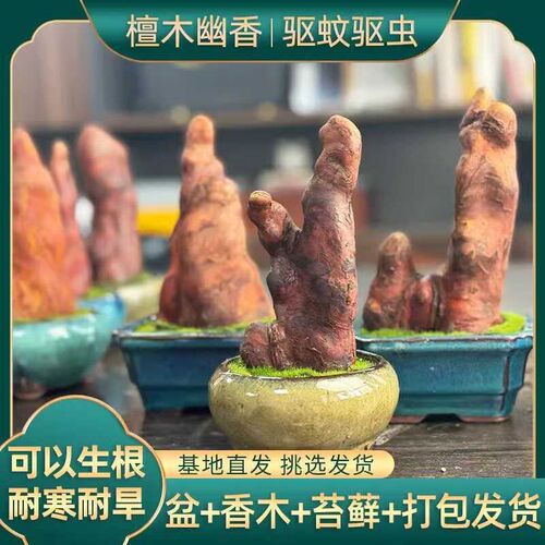 热销香木盆栽耐旱l微景观办公室内好养绿植盆景桌面小摆件檀香味