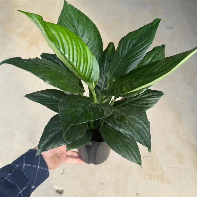 热销绿巨人盆栽观叶植物办公室大叶客厅J桌面万年青绿植吸尘净化