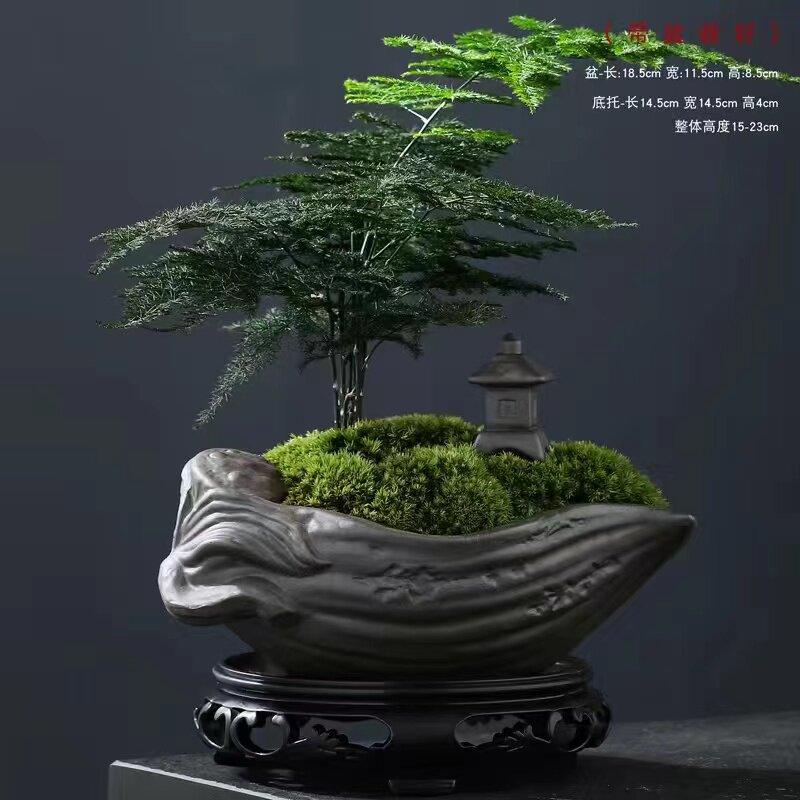 热销矮生密c叶文竹绿植小盆栽桌面摆件紫砂盆景办公室净化空气带