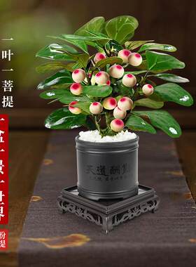 热销菩提树盆栽小盼菩提带果盆z景室内办公室植物桌面摆件中式禅