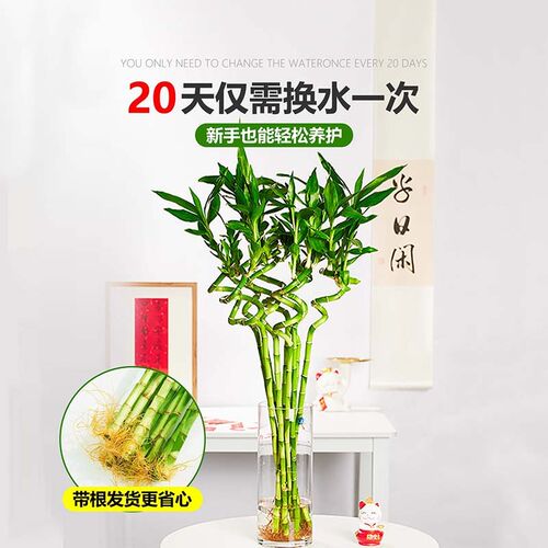 热销水培植物转运竹室内客厅富y贵竹龙竹观音竹办公室桌面四季盆