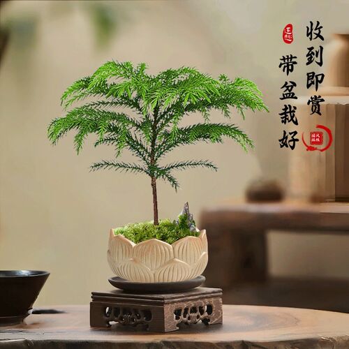 热销南洋杉盆栽办公室桌面客厅小绿植室内四季好养花卉Y小盼菩提