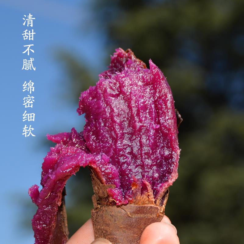 云南文山新鲜紫晶之恋蜜薯农家沙地自种软糯丝滑无筋无丝紫薯粗粮