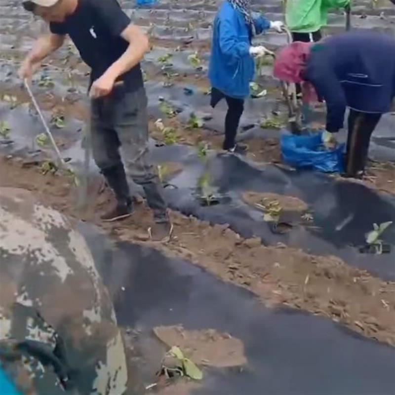 栽苗神器打孔器西瓜苗移栽机种菜工具农用烤烟种菜辣椒玉米移苗器