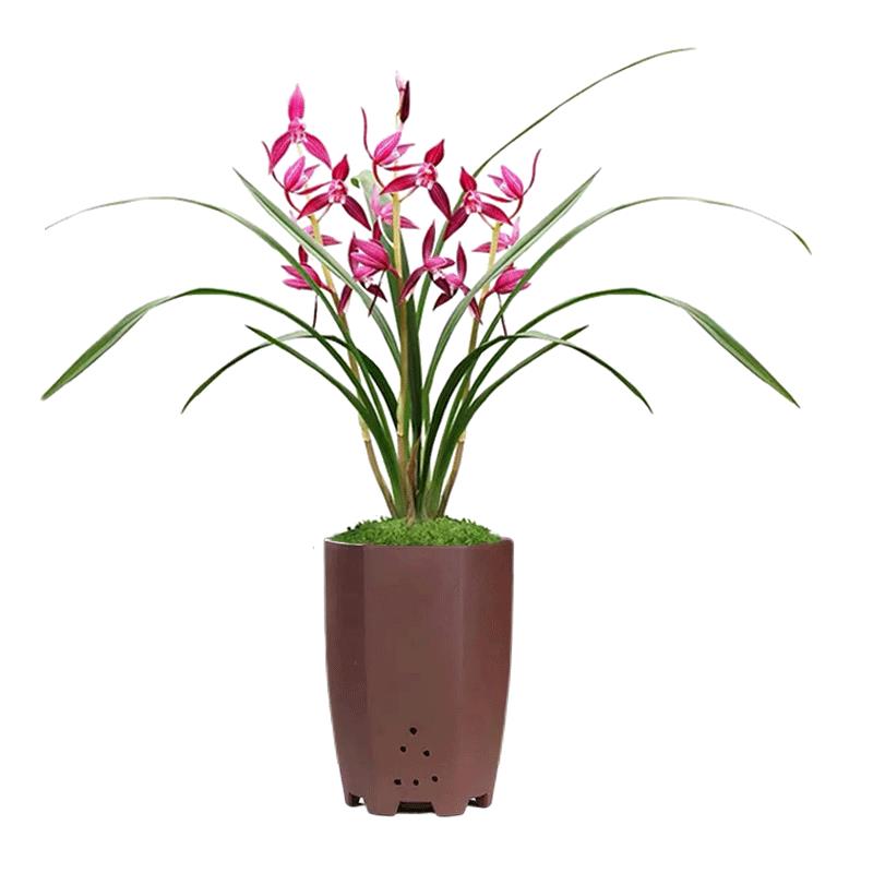 秋榜墨兰喜洋洋名贵红花秋季开带花苞兰花苗室内阳台花卉绿植幽香
