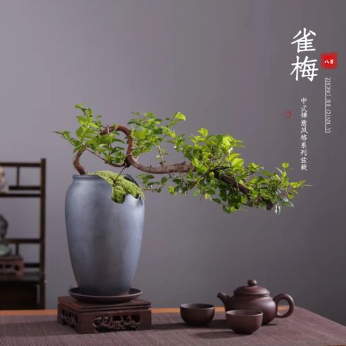 悬崖式雀梅盆景老桩植物客厅书房茶几窗台阳台办公室绿植室内盆栽