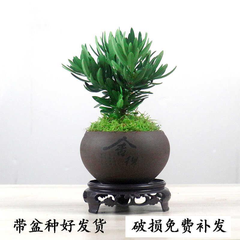 罗汉松盆景树苗茶几精品小盆栽绿植摆件室内客厅办公室桌面植物