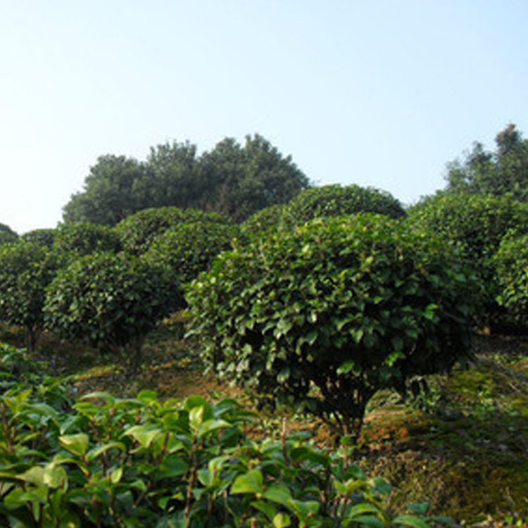 基地直销绿化苗木茶花树庭院盆栽种植花朵鲜丽净化空气山茶花