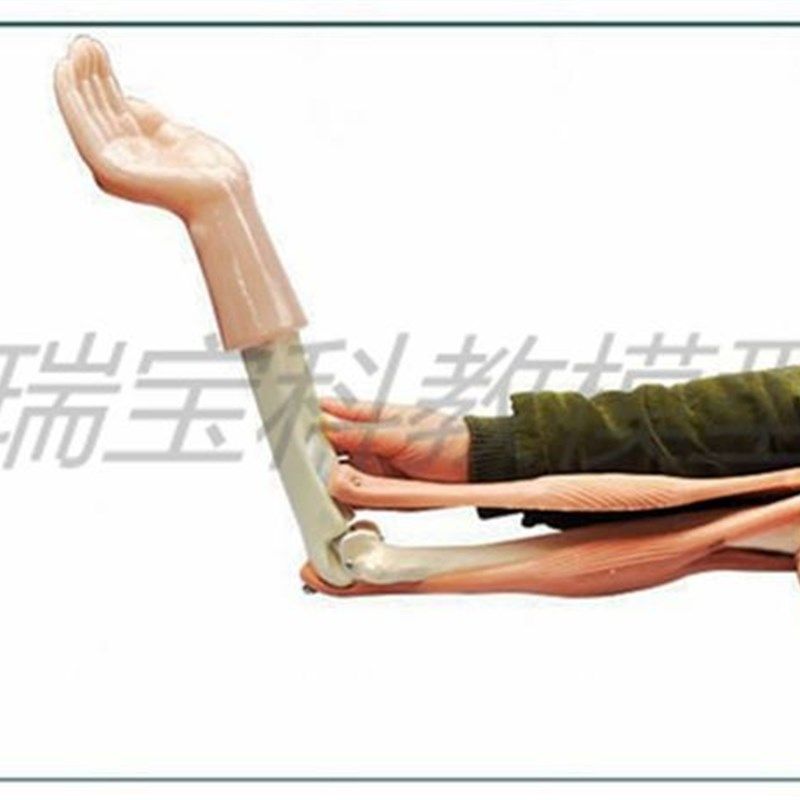 极速人体a肱二头肌模具肱三头肌模型起止点肘关节功能演示肱骨上,玩具/童车/益智/积木/模型,其他模型玩具,淘宝优惠券,粉丝福利购,淘宝优惠卷