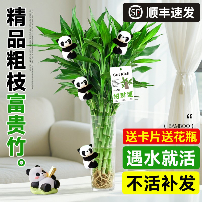 【S+特级】水培鲜切粗杆富贵竹