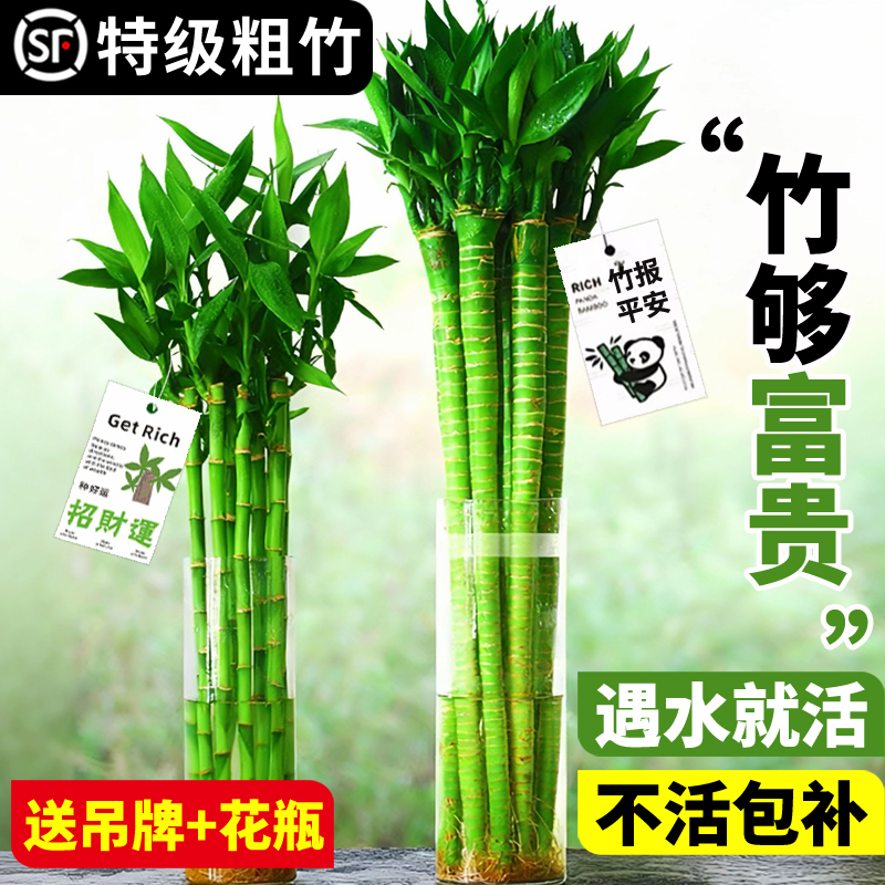 【特级精选】水培文昌竹龙竹绿植