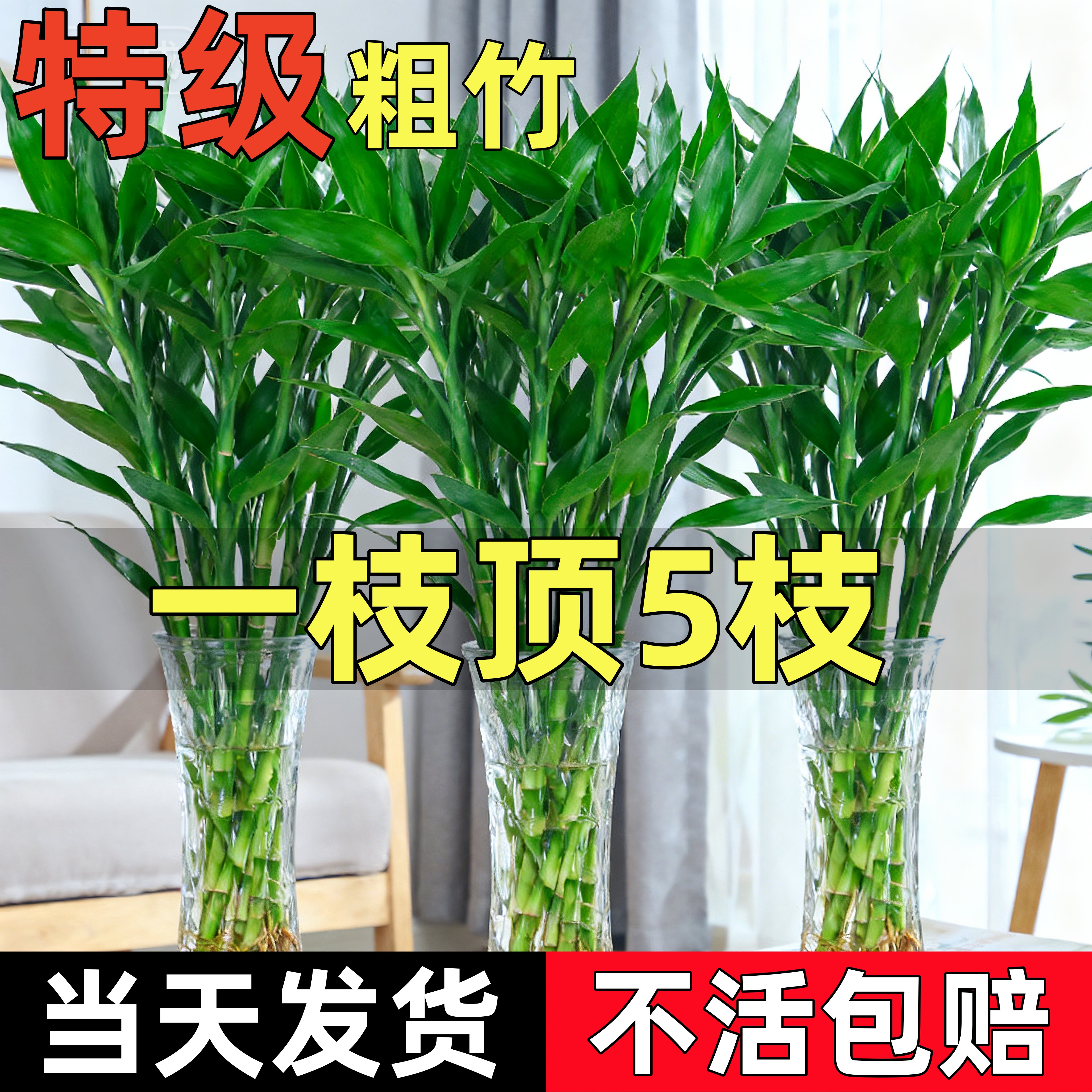 【特级粗枝】水培富贵竹桌面绿植