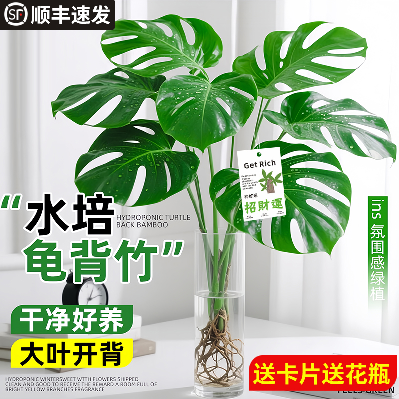 【精选老桩】特级水培龟背竹绿植