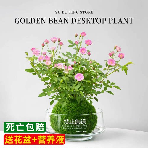 姬月季苔藓球超微月季水培植物室内迷你小盆栽办公室桌面花卉绿植