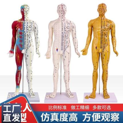 60 85CM中医人体针灸十二经络穴位模型标准全身小铜人教学模特图