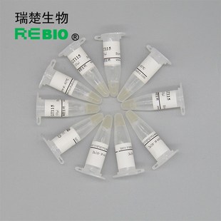 顺丰包邮包干冰gStbl2化学转化感受态细胞大肠杆菌10支20支30支