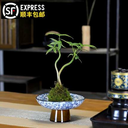 发财树小盆栽水培植物室内客厅办公室茶台桌面水养绿植好养摆件